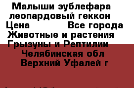 Малыши эублефара ( леопардовый геккон) › Цена ­ 1 500 - Все города Животные и растения » Грызуны и Рептилии   . Челябинская обл.,Верхний Уфалей г.